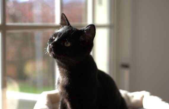 かわいい黒ネコが目印の豊島区の洋菓子店 | 椎名町でケーキを買うならPatisserie HASUMI